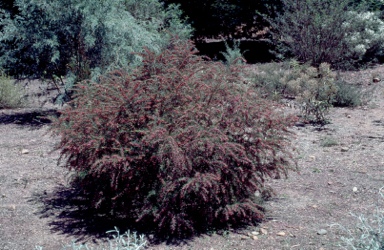 APII jpeg image of Boronia molloyae  © contact APII