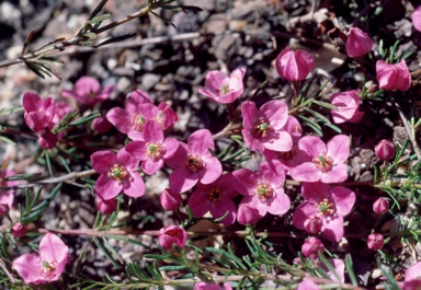 APII jpeg image of Boronia pulchella  © contact APII