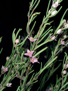 APII jpeg image of Boronia glabra  © contact APII