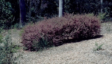 APII jpeg image of Boronia mollis 'Lorne Pride'  © contact APII