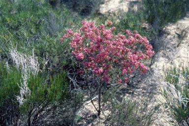 APII jpeg image of Calytrix brevifolia  © contact APII