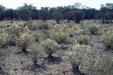 APII jpeg image of Calytrix tetragona  © contact APII