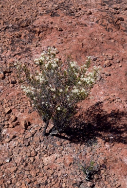 APII jpeg image of Calytrix tetragona  © contact APII