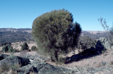 APII jpeg image of Allocasuarina verticillata  © contact APII