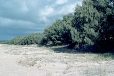 APII jpeg image of Casuarina equisetifolia  © contact APII