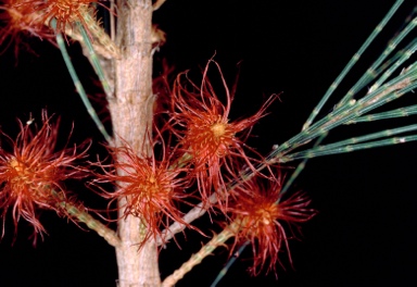 APII jpeg image of Casuarina glauca  © contact APII