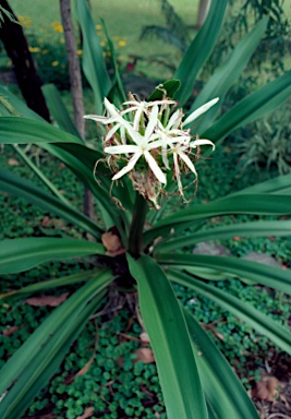 APII jpeg image of Crinum pedunculatum  © contact APII