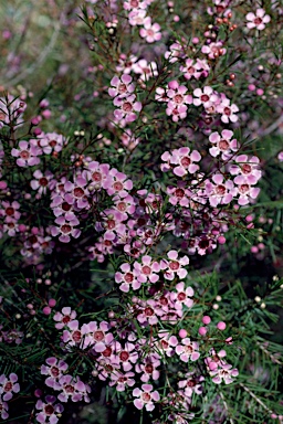 APII jpeg image of Chamelaucium uncinatum 'Cascade Brook'  © contact APII