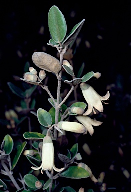 APII jpeg image of Correa alba 'Ivory Bells'  © contact APII