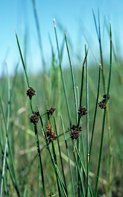 APII jpeg image of Cyperus difformis  © contact APII