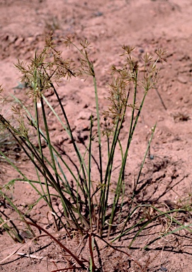 APII jpeg image of Cyperus haspan subsp. juncoides  © contact APII