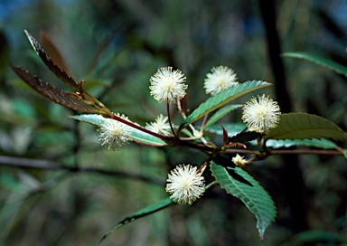 APII jpeg image of Callicoma serratifolia  © contact APII