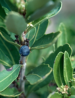 APII jpeg image of Cenarrhenes nitida  © contact APII