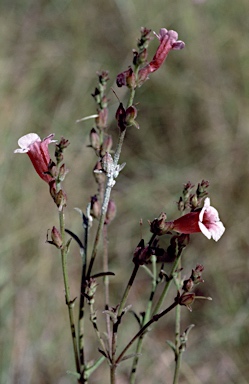 APII jpeg image of Centranthera cochinchinensis  © contact APII