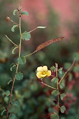 APII jpeg image of Chamaecrista symonii  © contact APII