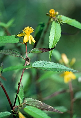 APII jpeg image of Corchorus cunninghamii  © contact APII