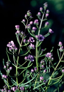 APII jpeg image of Cyanostegia angustifolia  © contact APII