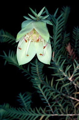 APII jpeg image of Darwinia carnea  © contact APII