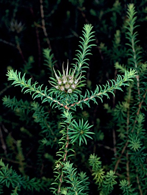 APII jpeg image of Darwinia ferricola  © contact APII