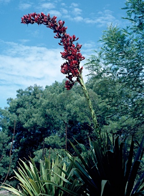 APII jpeg image of Doryanthes palmeri  © contact APII