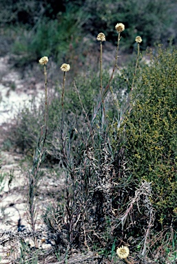 APII jpeg image of Dasypogon obliquifolius  © contact APII