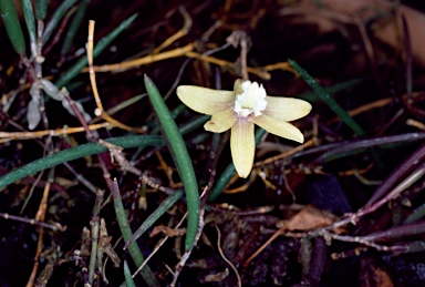 APII jpeg image of Dockrillia striolata  © contact APII