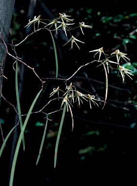 APII jpeg image of Dockrillia teretifolia  © contact APII