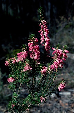 APII jpeg image of Epacris impressa  © contact APII