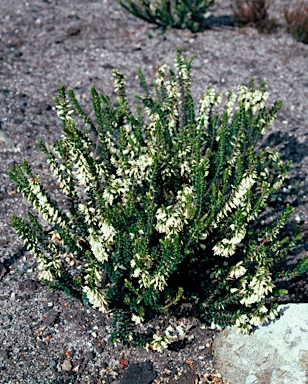 APII jpeg image of Epacris robusta  © contact APII