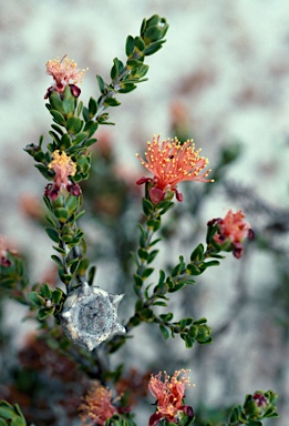 APII jpeg image of Eremaea asterocarpa subsp. asterocarpa  © contact APII