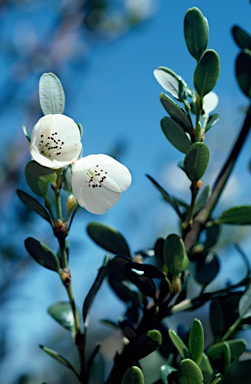 APII jpeg image of Eucryphia milliganii  © contact APII