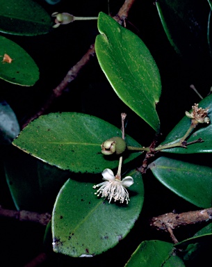 APII jpeg image of Eugenia reinwardtiana  © contact APII