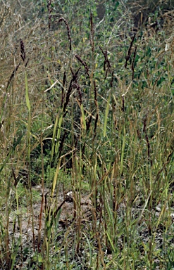 APII jpeg image of Echinochloa turneriana  © contact APII