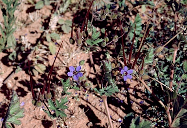 APII jpeg image of Erodium carolinianum  © contact APII