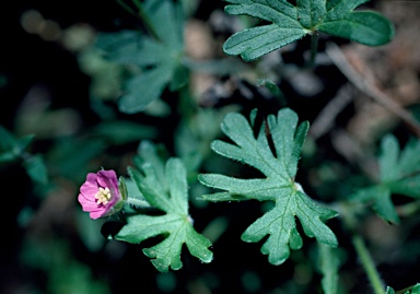 APII jpeg image of Geranium solanderi var. solanderi  © contact APII