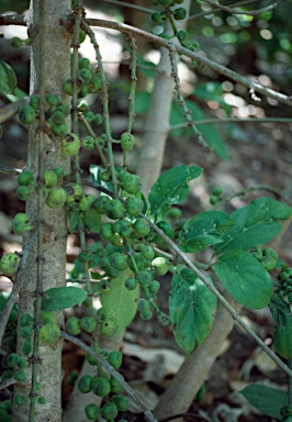 APII jpeg image of Ficus hispida  © contact APII