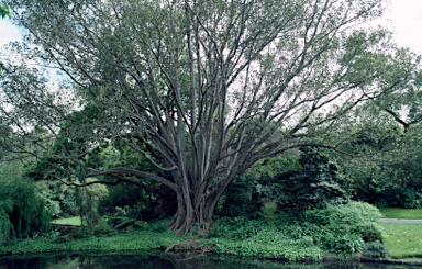 APII jpeg image of Ficus macrophylla  © contact APII