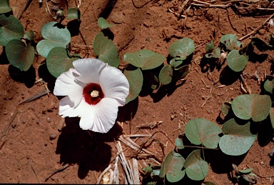 APII jpeg image of Gossypium rotundifolium  © contact APII