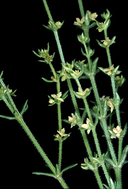 APII jpeg image of Galium gaudichaudii subsp. gaudichaudii  © contact APII