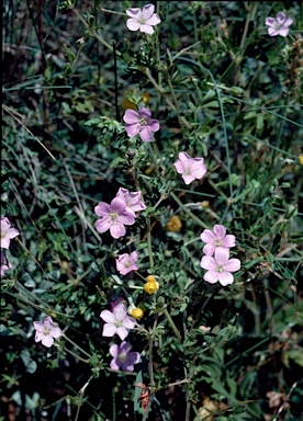 APII jpeg image of Geranium solanderi var. solanderi  © contact APII