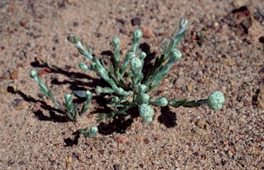 APII jpeg image of Gnephosis brevifolia  © contact APII