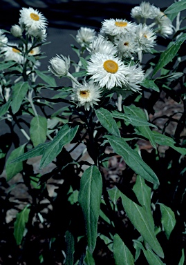 APII jpeg image of Helichrysum 'Helping Hand'  © contact APII