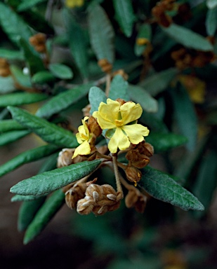 APII jpeg image of Hibbertia banksii  © contact APII