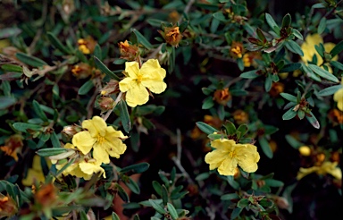 APII jpeg image of Hibbertia bracteata  © contact APII