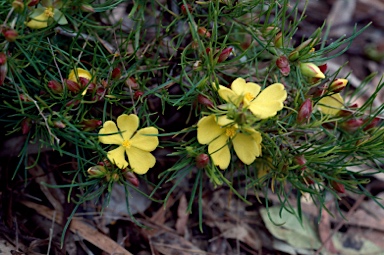 APII jpeg image of Hibbertia elata  © contact APII