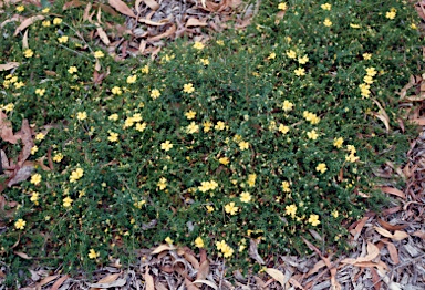 APII jpeg image of Hibbertia pedunculata  © contact APII