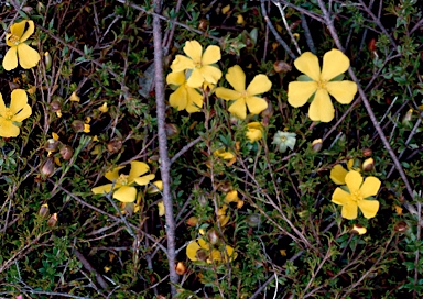 APII jpeg image of Hibbertia procumbens  © contact APII