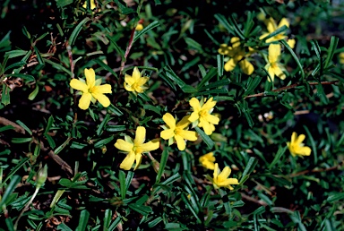 APII jpeg image of Hibbertia racemosa  © contact APII