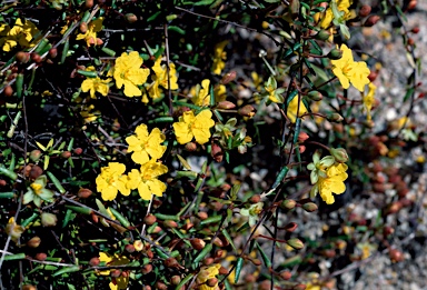 APII jpeg image of Hibbertia rufa  © contact APII