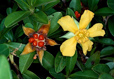 APII jpeg image of Hibbertia scandens  © contact APII